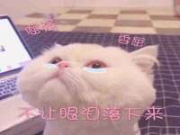 广西欣歌拉科技有限公司