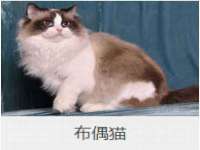 广西欣歌拉科技有限公司