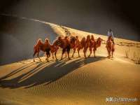 广西欣歌拉科技有限公司
